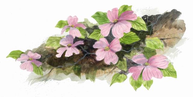 Pink Dogwoods_1